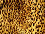 文件:pic018.jpg  <br>  尺寸:150 × 113  