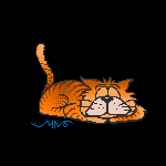 可爱的小猫gif动态图片