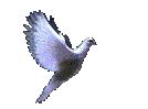 飞舞 起跳的小鸟gif