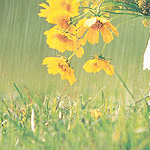 细雨蒙蒙gif图片