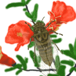 中国风动植物古画gif图片素材