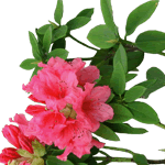 花朵免扣透明背景png图表素材