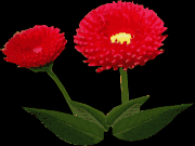 《福 绿叶 蜡烛 鲜花等》GIF动态装饰小图 - 理睬博客 - .