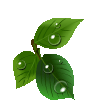 《福 绿叶 蜡烛 鲜花等》GIF动态装饰小图 - 理睬博客 - .